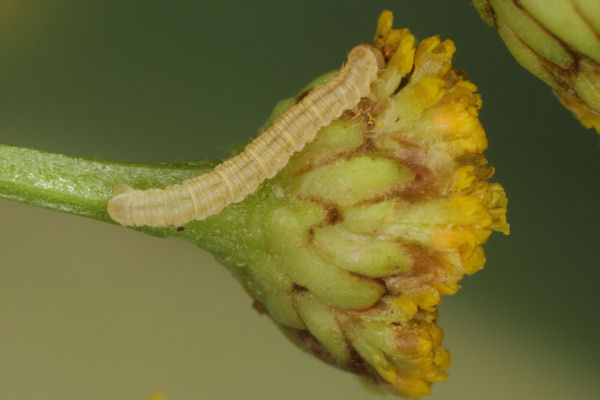 Eupithecia absinthiata: Bild 33