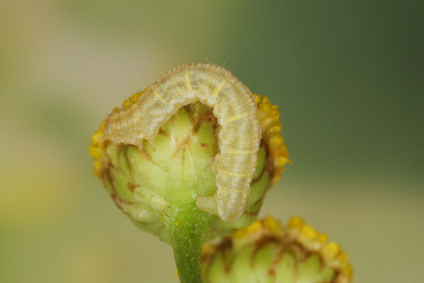 Eupithecia absinthiata: Bild 44