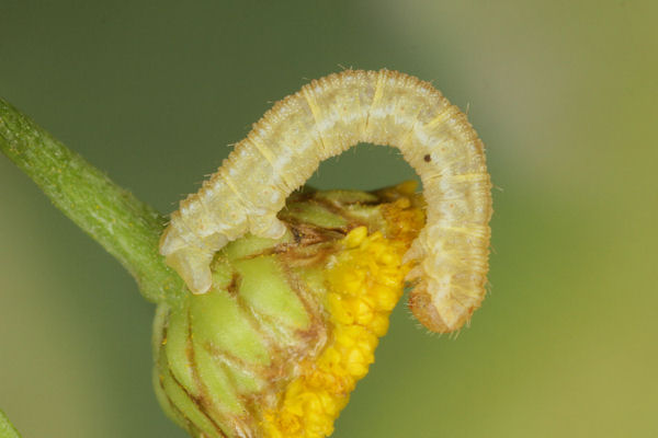 Eupithecia absinthiata: Bild 45
