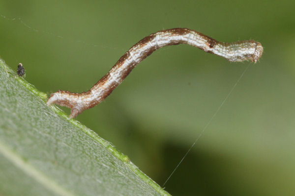 Cyclophora pendularia: Bild 33