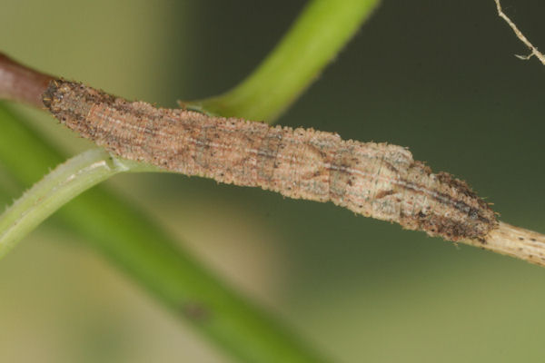 Idaea pallidata: Bild 52