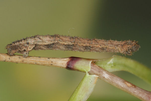 Idaea pallidata: Bild 53