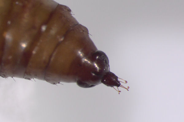 Idaea aversata: Bild 45