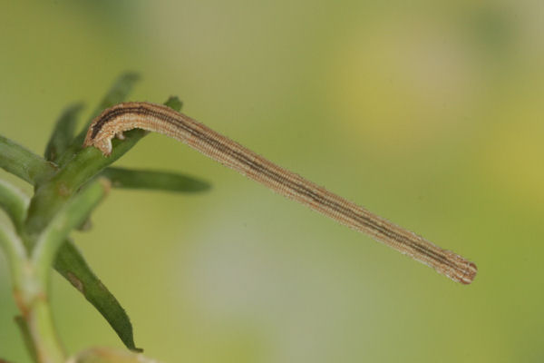 Scopula ternata: Bild 39