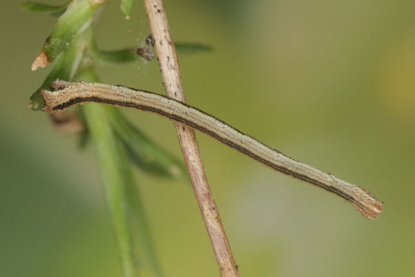 Scopula ternata: Bild 41