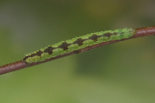 Eupithecia laquaearia: Bild 3