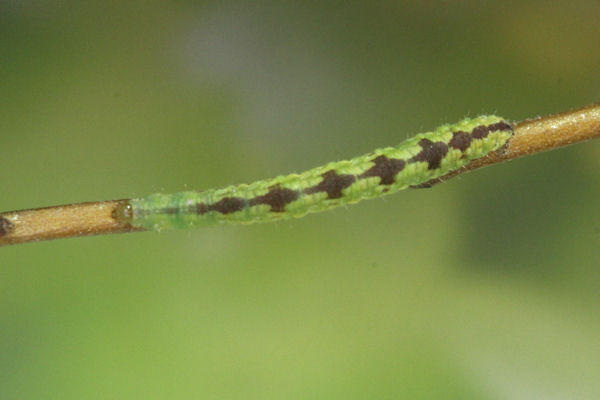 Eupithecia laquaearia: Bild 4