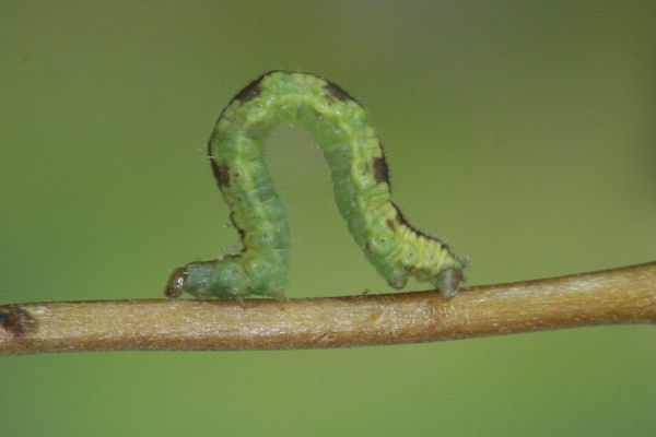 Eupithecia laquaearia: Bild 5