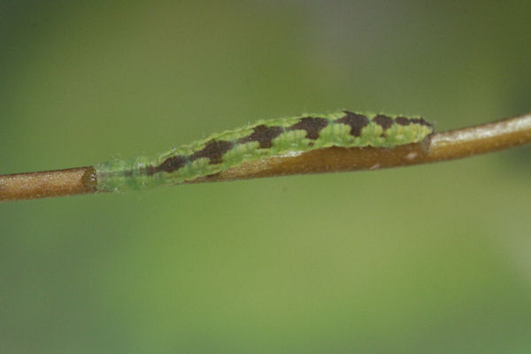Eupithecia laquaearia: Bild 6