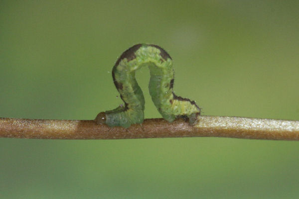 Eupithecia laquaearia: Bild 7