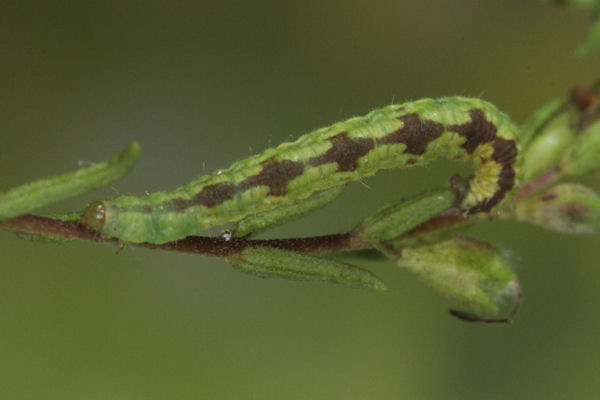 Eupithecia laquaearia: Bild 8