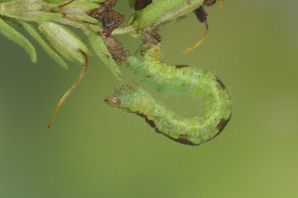 Eupithecia laquaearia: Bild 12