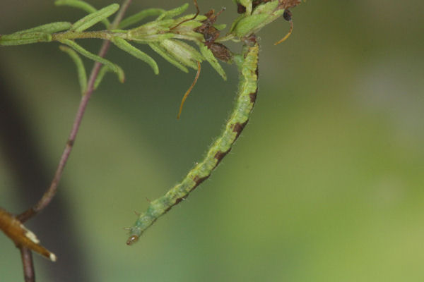 Eupithecia laquaearia: Bild 13