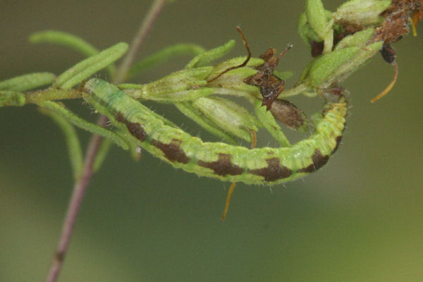 Eupithecia laquaearia: Bild 14
