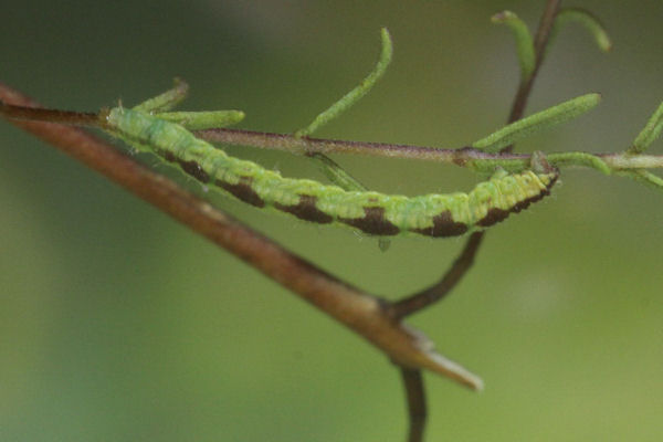 Eupithecia laquaearia: Bild 15