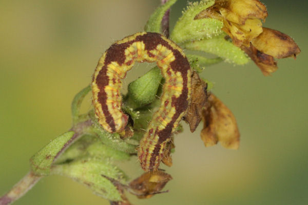 Eupithecia laquaearia: Bild 17