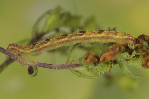 Eupithecia laquaearia: Bild 18