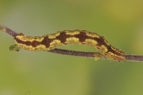 Eupithecia laquaearia: Bild 20