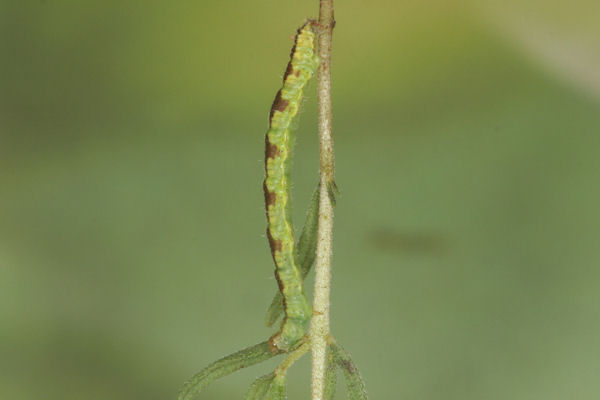 Eupithecia laquaearia: Bild 23