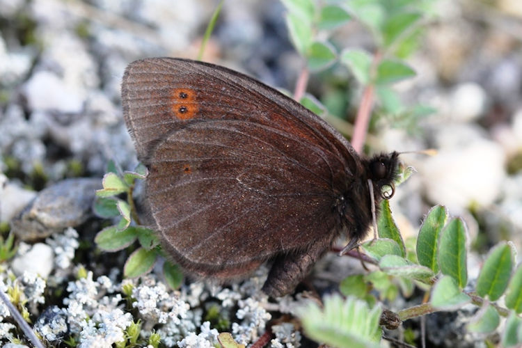 Erebia polaris: Bild 3