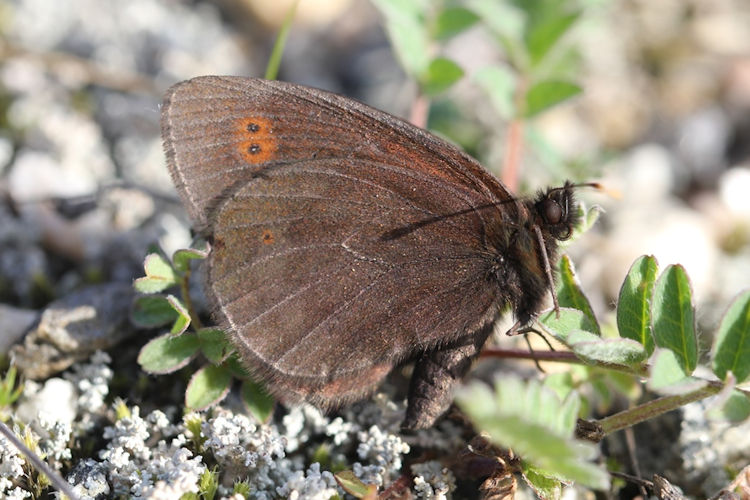 Erebia polaris: Bild 4