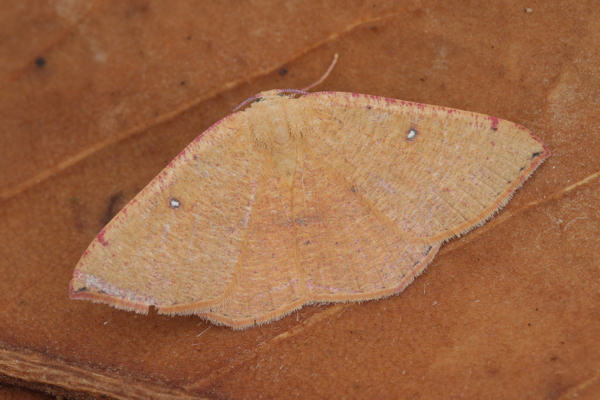 Cyclophora puppillaria: Bild 9