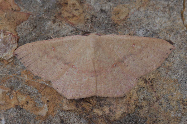 Cyclophora puppillaria: Bild 12