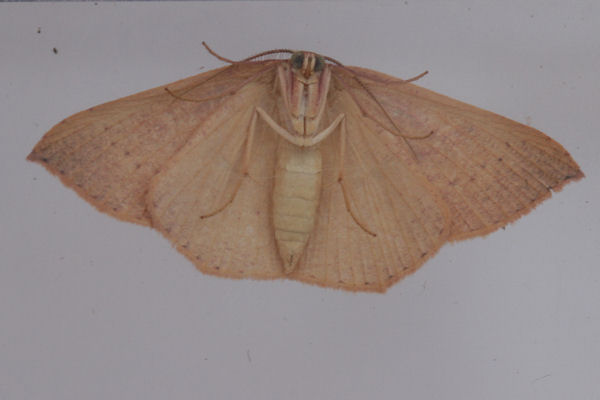 Cyclophora puppillaria: Bild 55