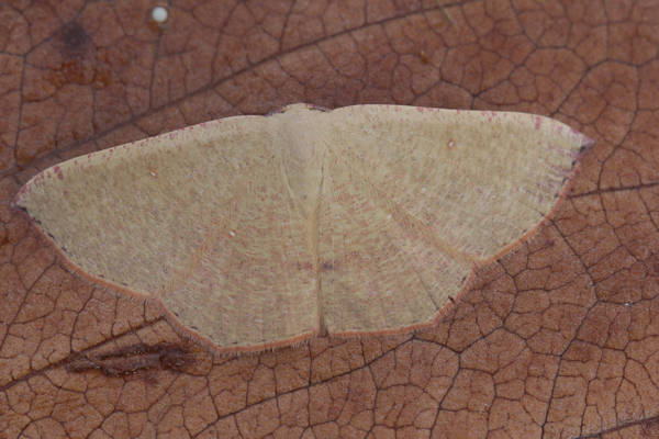 Cyclophora puppillaria: Bild 12