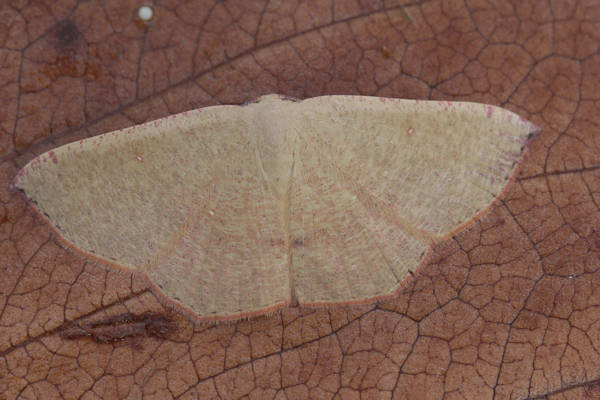 Cyclophora puppillaria: Bild 14