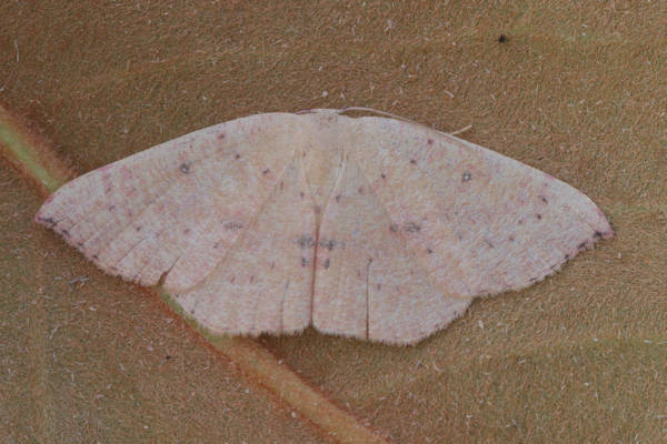 Cyclophora puppillaria: Bild 44