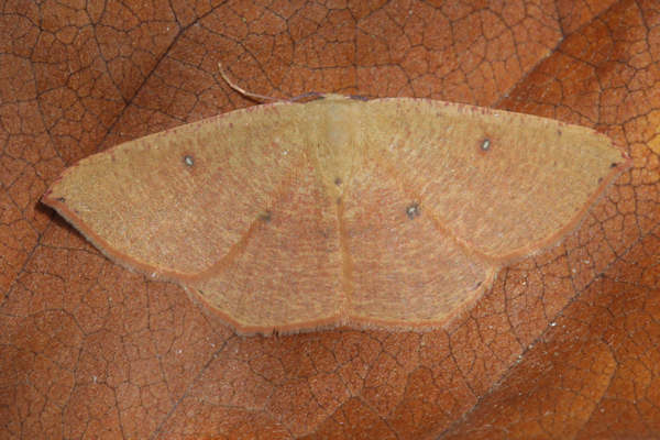 Cyclophora puppillaria: Bild 51