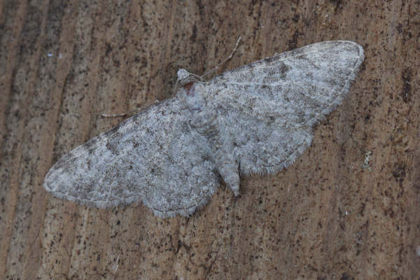 Eupithecia semigraphata: Bild 3