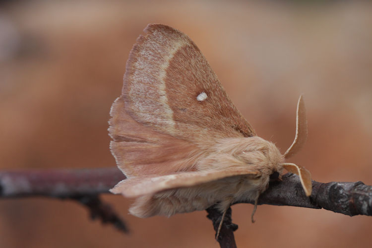 Lasiocampa trifolii: Bild 6