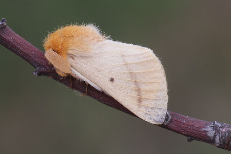 Lemonia strigata: Bild 6