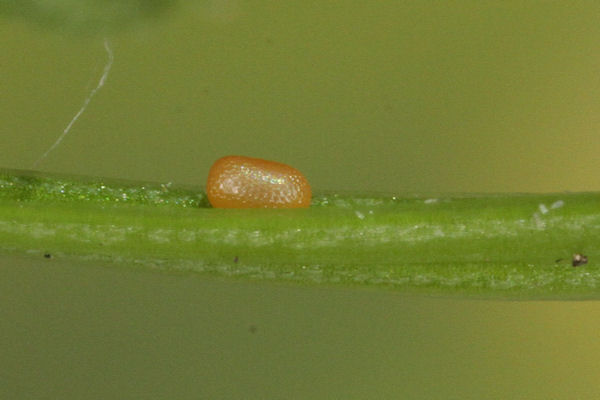 Coenotephria ablutaria: Bild 3