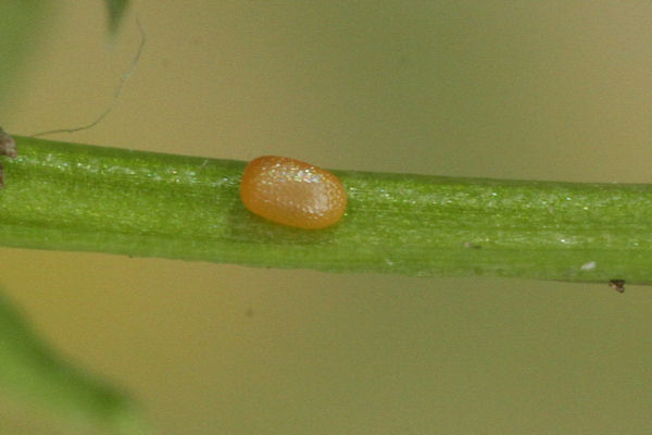 Coenotephria ablutaria: Bild 4
