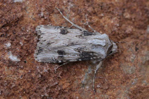 Agrotis puta: Bild 20