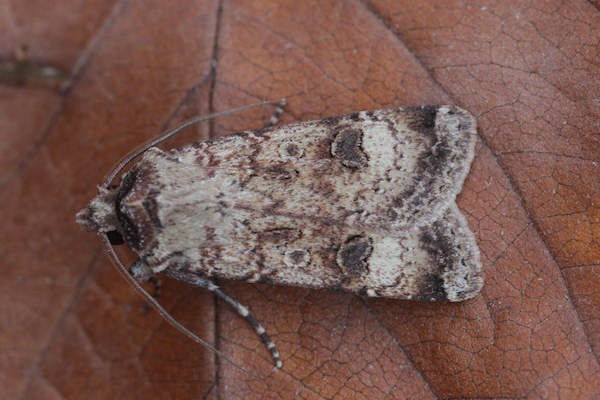 Agrotis trux: Bild 5