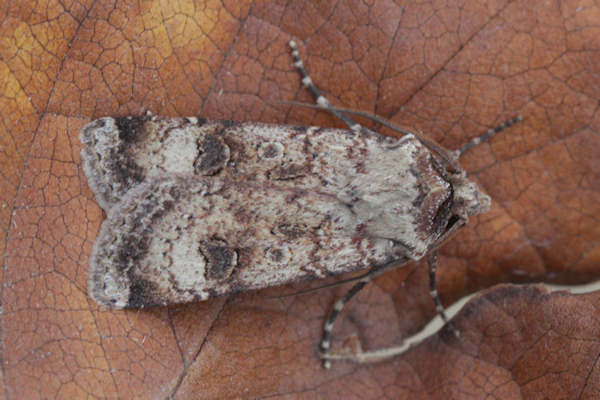 Agrotis trux: Bild 6