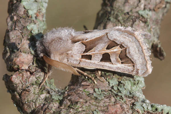 Episema glaucina: Bild 12