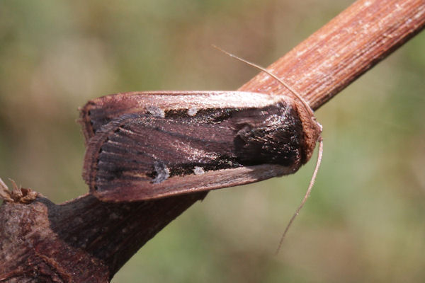 Ochropleura leucogaster: Bild 4