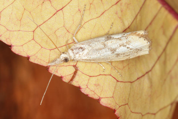 Agriphila tolli: Bild 2