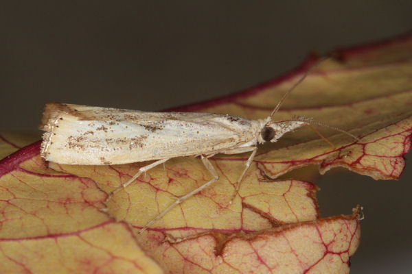 Agriphila tolli: Bild 3