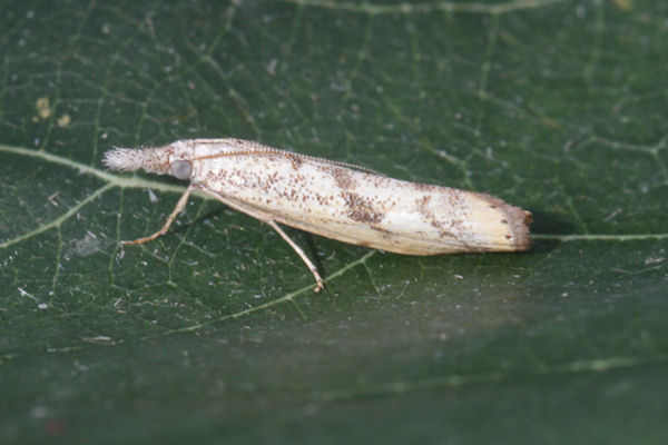 Agriphila tolli: Bild 6