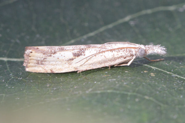 Agriphila tolli: Bild 7