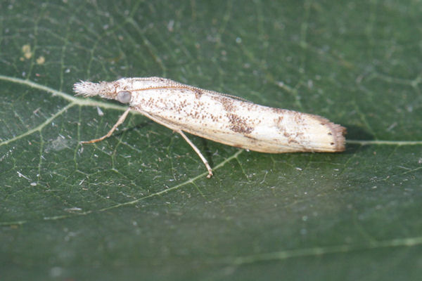 Agriphila tolli: Bild 8