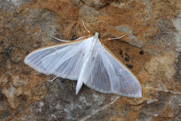 Palpita vitrealis: Bild 7