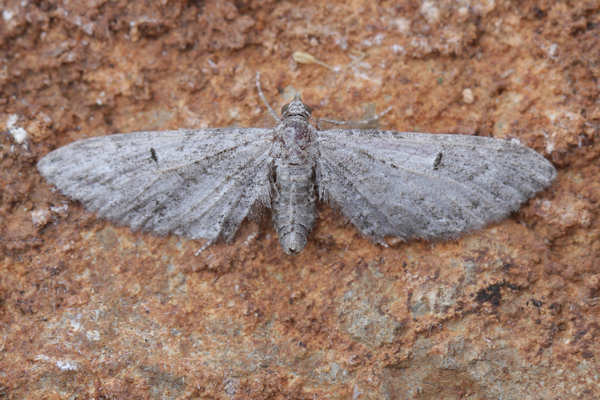 Eupithecia sp.: Bild 16
