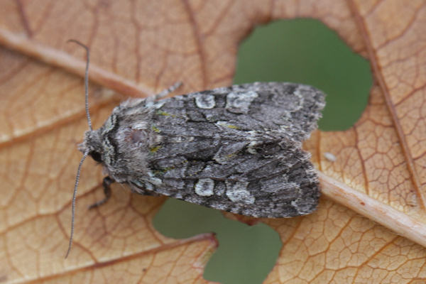 Dichonia aeruginea: Bild 2